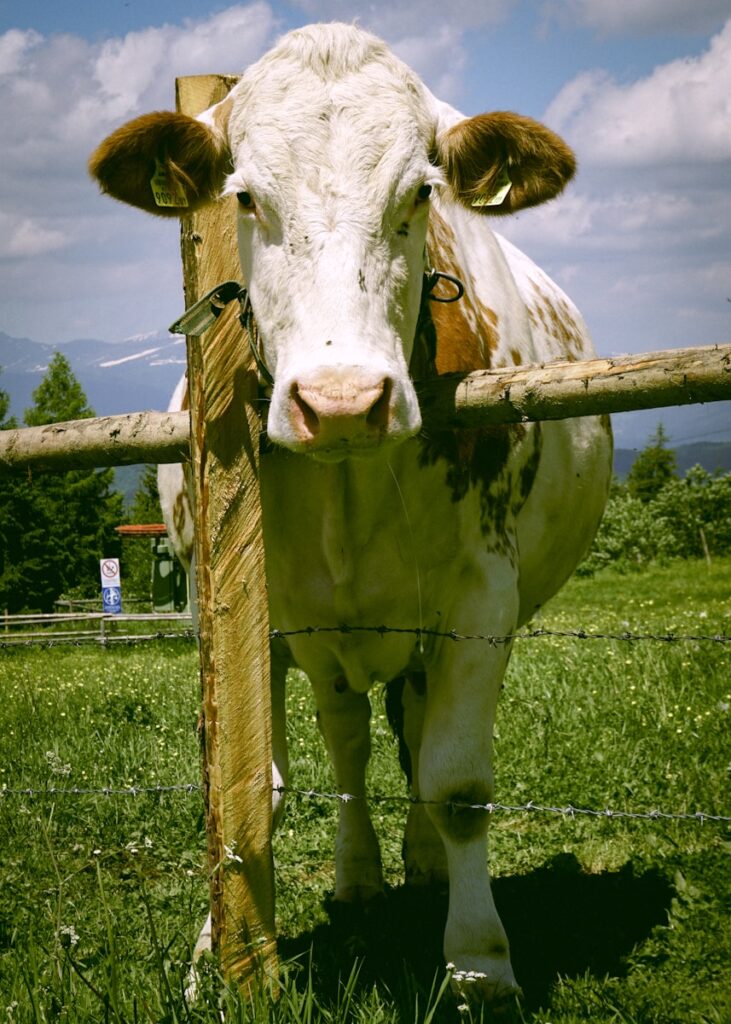 white and brown cow on green grass field during daytime